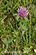 Rot-Klee (Trifolium pratense) (F211801) Rot-Klee (Trifolium pratense) (F211801)