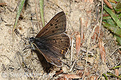 Brauner Feuerfalter (Lycaena tityrus) (F211802) Brauner Feuerfalter (Lycaena tityrus) (F211802)