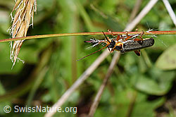Graugelber Weichkäfer (Cantharis nigricans) (F211813) Graugelber Weichkäfer (Cantharis nigricans) (F211813)