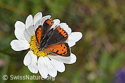 Kleiner Feuerfalter (Lycaena phlaeas) auf Gewöhnlicher Wiesen-Margerite (Leucanthemum vulgare) (F211824) Kleiner Feuerfalter (Lycaena phlaeas) auf Gewöhnlicher Wiesen-Margerite (Leucanthemum vulgare) (F211824)