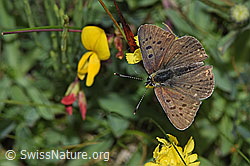 Brauner Feuerfalter (Lycaena tityrus) an Gewöhnlicher Hornklee (Lotus corniculatus) (F211844) Brauner Feuerfalter (Lycaena tityrus) an Gewöhnlicher Hornklee (Lotus corniculatus) (F211844)