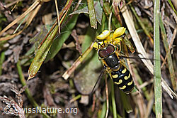 Photo: Scaeva selenitica on Potentilla erecta