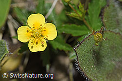 Blutwurz (Potentilla erecta) (F211853)