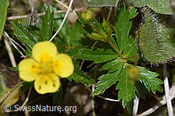 Blutwurz (Potentilla erecta) (F211854)