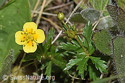 Blutwurz (Potentilla erecta) (F211855)