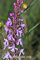 Foto: Langspornige Handwurz (Gymnadenia conopsea)