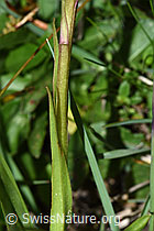 Foto: Langspornige Handwurz (Gymnadenia conopsea)