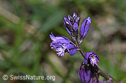 Gewöhnliche Kreuzblume (Polygala vulgaris ssp. vulgaris) (F211891) Gewöhnliche Kreuzblume (Polygala vulgaris ssp. vulgaris) (F211891)