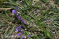Gewöhnliche Kreuzblume (Polygala vulgaris ssp. vulgaris) (F211893) Gewöhnliche Kreuzblume (Polygala vulgaris ssp. vulgaris) (F211893)