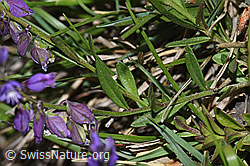 Gewöhnliche Kreuzblume (Polygala vulgaris ssp. vulgaris) (F211895) Gewöhnliche Kreuzblume (Polygala vulgaris ssp. vulgaris) (F211895)