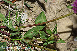 Trifolium pratense (F211899)