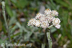 Gemeines Katzenpfötchen (Antennaria dioica) (F211904) Gemeines Katzenpfötchen (Antennaria dioica) (F211904)