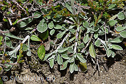 Gemeines Katzenpfötchen (Antennaria dioica) (F211905) Gemeines Katzenpfötchen (Antennaria dioica) (F211905)