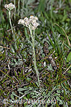 Gemeines Katzenpfötchen (Antennaria dioica) (F211907) Gemeines Katzenpfötchen (Antennaria dioica) (F211907)