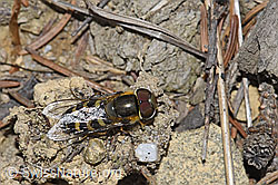 Mondfleck-Feldschwebfliege (Eupeodes luniger) (F211912) Mondfleck-Feldschwebfliege (Eupeodes luniger) (F211912)
