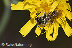 Foto: Sandsteppen-Furchenbiene (Haltictus tetrazonius) auf Blüte