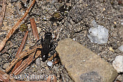 Foto: Anoplius infuscatus (Wegwespe)