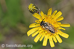 Foto: Sandsteppen-Furchenbiene (Haltictus tetrazonius) auf Blüte