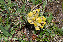 Echter Wundklee (Anthyllis vulneraria) (F211984) Echter Wundklee (Anthyllis vulneraria) (F211984)