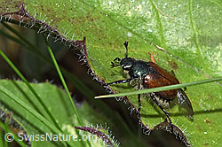 Foto: Gartenlaubkäfer (Phyllopertha horticola)