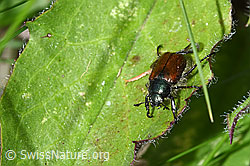 Foto: Gartenlaubkäfer (Phyllopertha horticola)