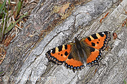 Kleiner Fuchs (Aglais urticae) (F212015) Kleiner Fuchs (Aglais urticae) (F212015)