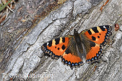 Kleiner Fuchs (Aglais urticae) (F212018) Kleiner Fuchs (Aglais urticae) (F212018)