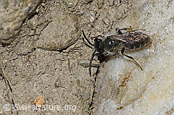 Foto: Sandsteppen-Furchenbiene (Haltictus tetrazonius)