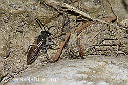 Foto: Sandsteppen-Furchenbiene (Haltictus tetrazonius)