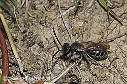 Foto: Sandsteppen-Furchenbiene (Haltictus tetrazonius)