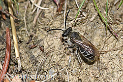 Foto: Sandsteppen-Furchenbiene (Haltictus tetrazonius)