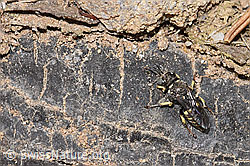 Oxybelus bipunctatus (Grabwespe) (F212041) Oxybelus bipunctatus (Grabwespe) (F212041)