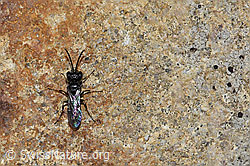 Diodontus luperus (Grabwespe) (F212051)