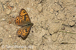 Foto: Mauerfuchs (Lasiommata megera)