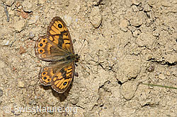 Foto: Mauerfuchs (Lasiommata megera)