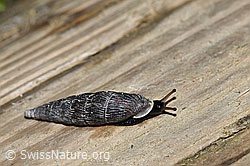Scharfgerippte Schliessmundschnecke (Clausilia cruciata) (04.06.2022, F212256)