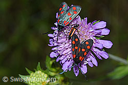 Gewöhnliche Widderchen (Zygaena filipendulae) auf Wald-Witwenblume (Knautia dipsacifolia) (F217258) Gewöhnliche Widderchen (Zygaena filipendulae) auf Wald-Witwenblume (Knautia dipsacifolia) (F217258)