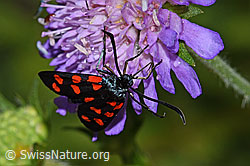 Gewöhnliche Widderchen (Zygaena filipendulae) auf Wald-Witwenblume (Knautia dipsacifolia) (F217259) Gewöhnliche Widderchen (Zygaena filipendulae) auf Wald-Witwenblume (Knautia dipsacifolia) (F217259)