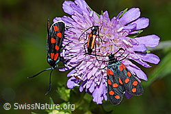 Gewöhnliche Widderchen (Zygaena filipendulae) auf Wald-Witwenblume (Knautia dipsacifolia) (F217261) Gewöhnliche Widderchen (Zygaena filipendulae) auf Wald-Witwenblume (Knautia dipsacifolia) (F217261)