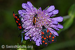 Gewöhnliche Widderchen (Zygaena filipendulae) auf Wald-Witwenblume (Knautia dipsacifolia) (F217262) Gewöhnliche Widderchen (Zygaena filipendulae) auf Wald-Witwenblume (Knautia dipsacifolia) (F217262)