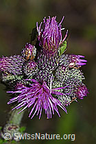 Grüne Distelwanze (Calocoris affinis) auf Sumpf-Kratzdistel (Cirsium palustre) (F217268) Grüne Distelwanze (Calocoris affinis) auf Sumpf-Kratzdistel (Cirsium palustre) (F217268)