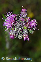 Grüne Distelwanze (Calocoris affinis) auf Sumpf-Kratzdistel (Cirsium palustre) (F217270) Grüne Distelwanze (Calocoris affinis) auf Sumpf-Kratzdistel (Cirsium palustre) (F217270)