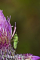 Grüne Distelwanze (Calocoris affinis) auf Sumpf-Kratzdistel (Cirsium palustre) (F217271) Grüne Distelwanze (Calocoris affinis) auf Sumpf-Kratzdistel (Cirsium palustre) (F217271)