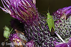 Grüne Distelwanze (Calocoris affinis) auf Sumpf-Kratzdistel (Cirsium palustre) (F217275) Grüne Distelwanze (Calocoris affinis) auf Sumpf-Kratzdistel (Cirsium palustre) (F217275)
