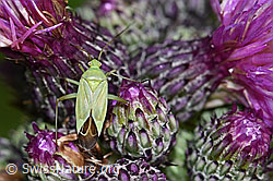 Grüne Distelwanze (Calocoris affinis) auf Sumpf-Kratzdistel (Cirsium palustre) (F217277) Grüne Distelwanze (Calocoris affinis) auf Sumpf-Kratzdistel (Cirsium palustre) (F217277)