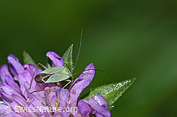 Grüne Distelwanze (Calocoris affinis) auf Wald-Witwenblume (Knautia dipsacifolia) (F217280) Grüne Distelwanze (Calocoris affinis) auf Wald-Witwenblume (Knautia dipsacifolia) (F217280)