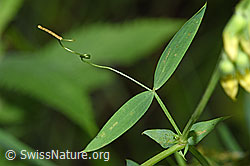 Foto: Wiesen-Platterbse (Lathyrus pratensis)