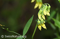 Foto: Wiesen-Platterbse (Lathyrus pratensis)