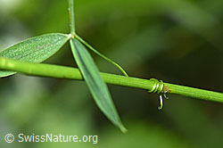 Foto: Wiesen-Platterbse (Lathyrus pratensis)