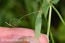 Foto: Wiesen-Platterbse (Lathyrus pratensis)